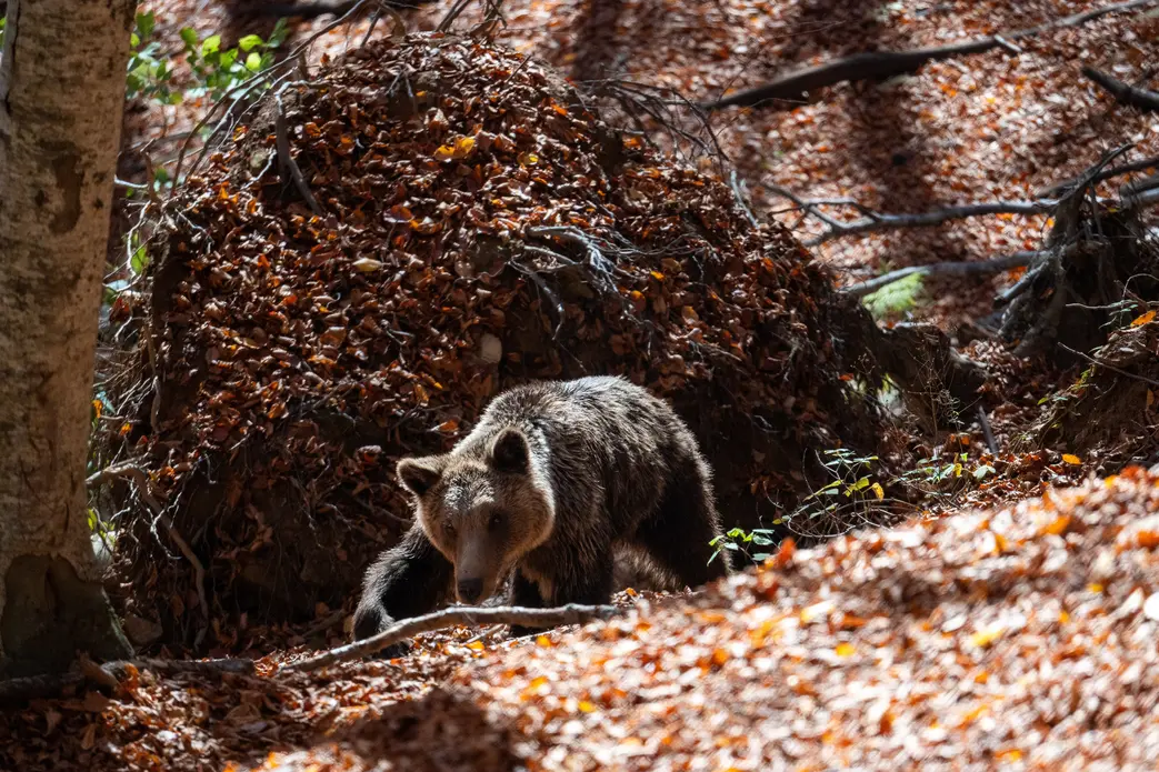 خرس قهوه‌ای در میان برگ‌ها بازی می‌کند