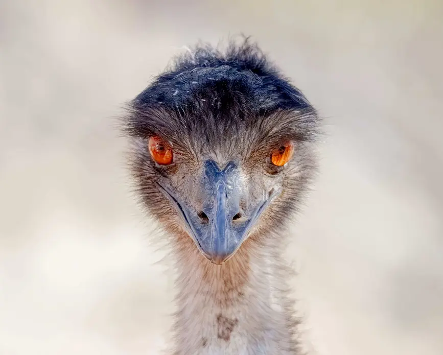 امو به دوربین خیره شده است