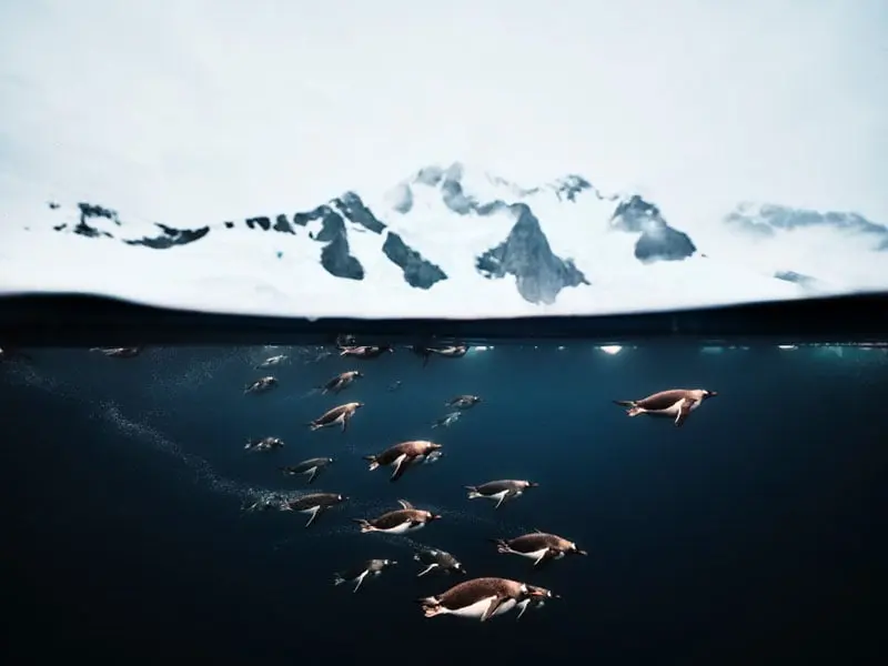 گروهی از پنگوئن‌ها زیر آب و نزدیک به سطح آب شنا می‌کنند؛ در پس‌زمینهٔ بالاتر از خط آب، کوه‌های برفی و آسمان ابری قابل دیدن‌اند.
