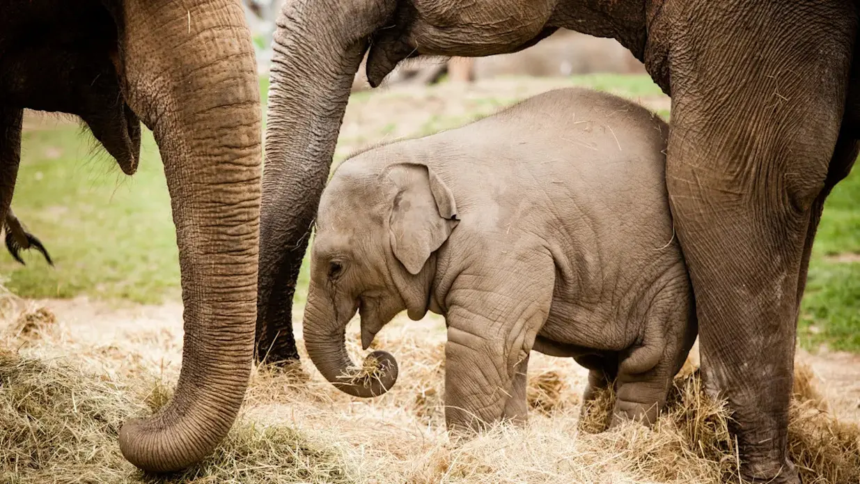 فیل کوچولو دست‌وپاگیر که در حال یادگیری صعود و راه رفتن است، خیلی بامزه است