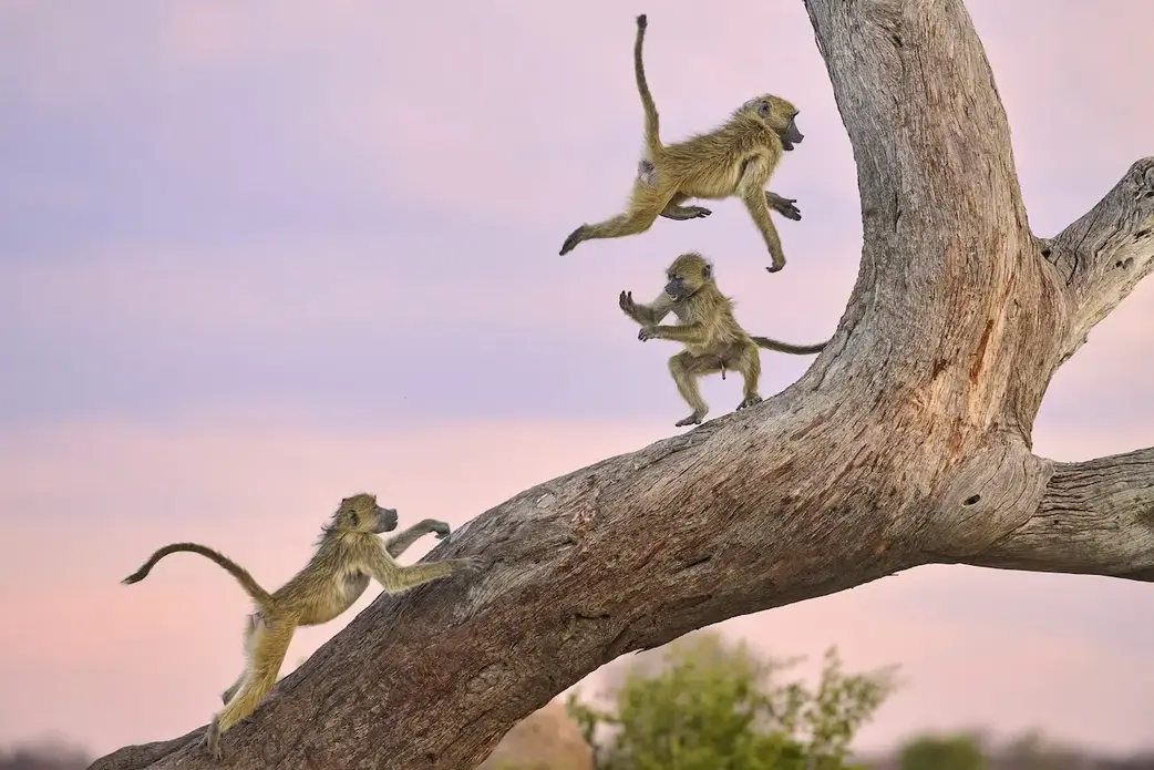 عکس خندهدار از حیوانات