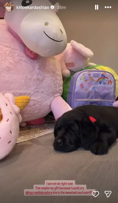 خلوئ کاردشین فاش میکند خانواده برای کریسمس یک تولهسگ دریافت کردند: « مهربانترین روح جهان »