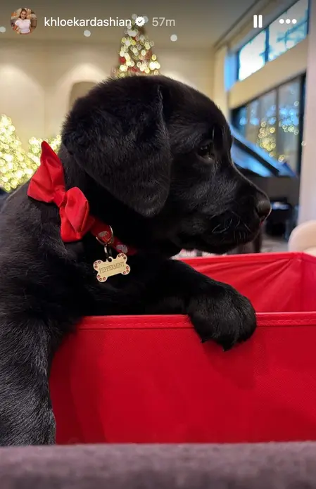 خلوئ کاردشین فاش میکند خانواده برای کریسمس یک تولهسگ دریافت کردند: « مهربانترین روح جهان »